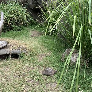 Small Turtle Exhibit
