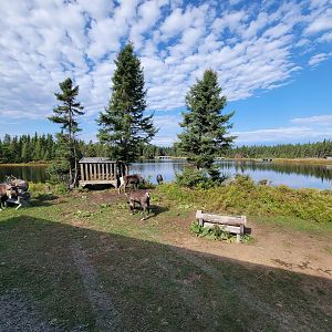 Zoo Sauvage 10/22 - Train, caribou