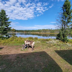 Zoo Sauvage 10/22 - Train, caribou