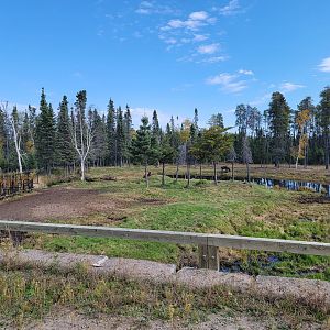 Zoo Sauvage 10/22 - Train, moose