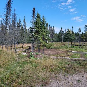 Zoo Sauvage 10/22 - Train, moose
