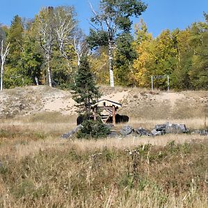 Zoo Sauvage 10/22 - Train, muskox