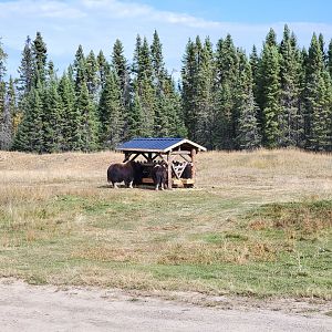 Zoo Sauvage 10/22 - Train, muskox