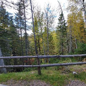 Zoo Sauvage 10/22 - Train, scenery