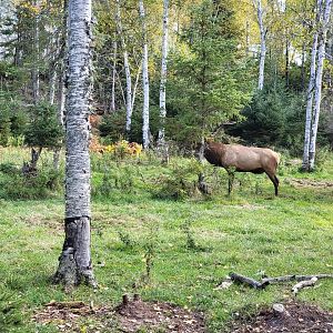 Zoo Sauvage 10/22 - Train, elk