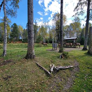 Zoo Sauvage 10/22 - Train, elk