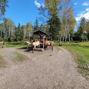 Zoo Sauvage 10/22 - Train, elk