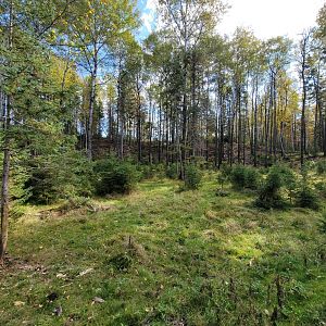 Zoo Sauvage 10/22 - Train, scenery