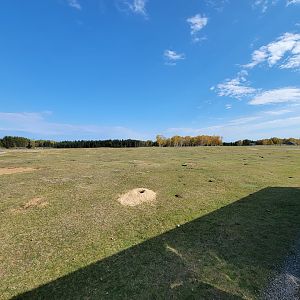 Zoo Sauvage 10/22 - Train, prairie dog field