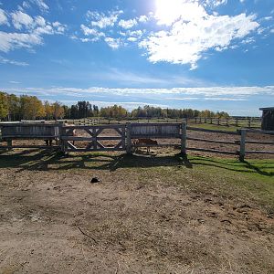 Zoo Sauvage 10/22 - Train, settlement #5 calves