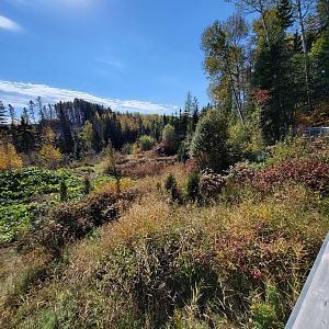 Zoo Sauvage 10/22 - Eastern Asia, red-crowned crane exhibit (not out due to avian flu)