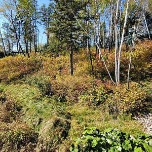 Zoo Sauvage 10/22 - Eastern Asia, Japanese macaque exhibit