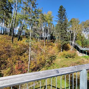 Zoo Sauvage 10/22 - Eastern Asia, Japanese macaque exhibit