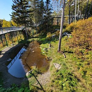 Zoo Sauvage 10/22 - Eastern Asia, Japanese macaque exhibit