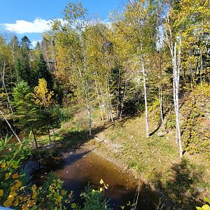 Zoo Sauvage 10/22 - Eastern Asia, Amur tiger exhibit