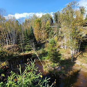 Zoo Sauvage 10/22 - Eastern Asia, Amur tiger exhibit