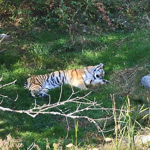 Zoo Sauvage 10/22 - Eastern Asia, Amur tiger exhibit