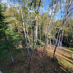 Zoo Sauvage 10/22 - Eastern Asia, Amur tiger exhibit