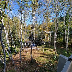 Zoo Sauvage 10/22 - Eastern Asia, Amur tiger exhibit