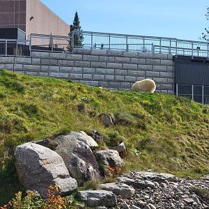 Zoo Sauvage 10/22 - Arctic Tundra, polar bear / arctic fox exhibit #1