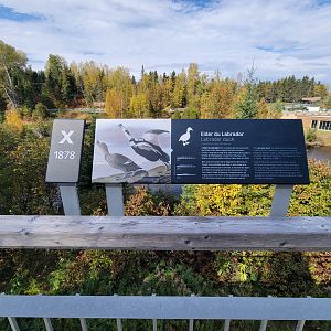 Zoo Sauvage 10/22 - Arctic Tundra, Labrador duck extinction sign