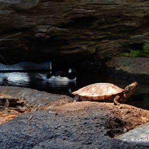 9/15/2022 - Red-Eared Slider Turtle & Bufflehead Duck