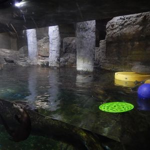 9/15/2022 - Flooded Forest