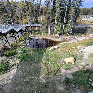 Zoo Sauvage 10/22 - Arctic Tundra, polar bear / arctic fox exhibit #1