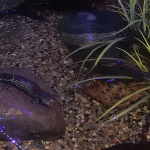 9/15/2022 - Black Belly Salamanders