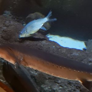 9/15/2022 - Lake Sturgeon