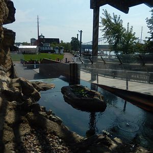 9/15/2022 - Outdoor Snapping Turtle Exhibit