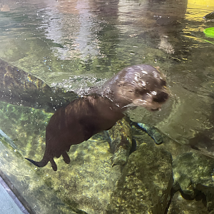 9/15/2022 - River Otter
