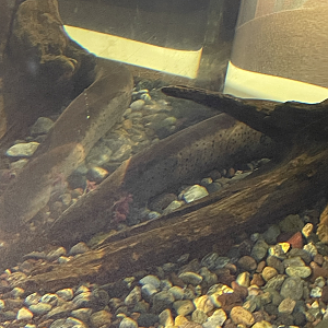 9/15/2022 - Greater Sirens