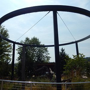 9/15/2022 - Bald Eagle Habitat