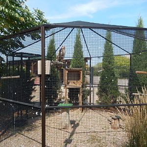 9/15/2022 - Red-Tailed Hawk Exhibit