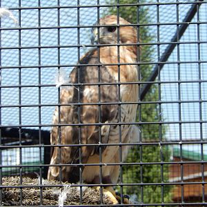 9/15/2022 - Red-Tailed Hawk