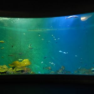 9/15/2022 - Gulf of Mexico Aquarium