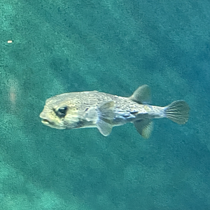 9/15/2022 - Spiny Box Puffer