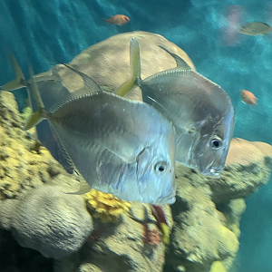 9/15/2022 - Lookdown Fish