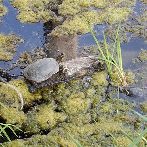 9/15/2022 - Wild Turtles