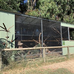 Common Marmoset Enclosure