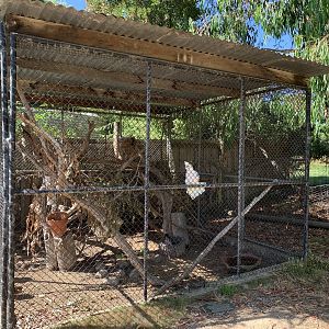 Galah and Corella Aviary