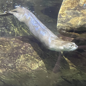 9/15/2022 - Underwater Antics