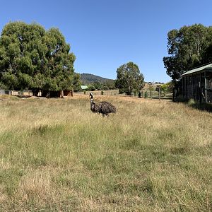 Emu and Deer Paddock