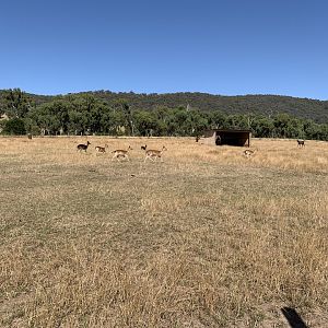Fallow Deer Paddock