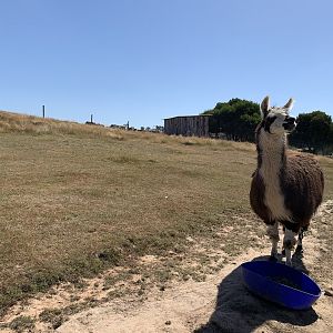 Llama Paddock