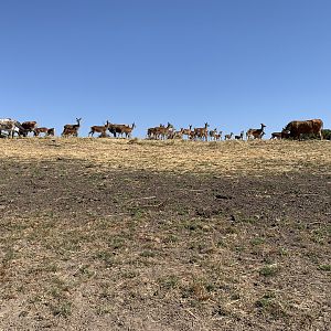 Longhorn and Red Deer Herd