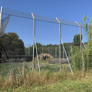White Lion Enclosure