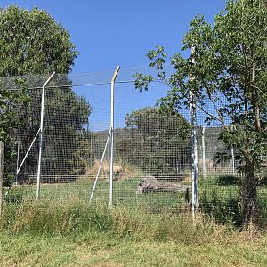 Tawny Lion Enclosure