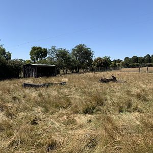 Agile Wallaby Exhibit